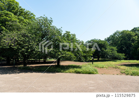 井の頭恩賜公園　ジョギング　夏晴れの青空　東京都三鷹市 115529875