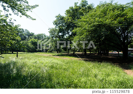 井の頭恩賜公園　自然豊かな公園　夏晴れの青空　東京都三鷹市 115529878