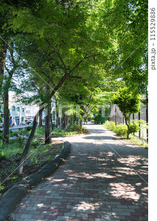 井の頭恩賜公園 テニスコートの前の歩道を散策 夏晴れの青空 東京都三鷹市 井の頭恩賜公園 テニスコートの前の歩道を散策 夏晴れの青空 東京都三鷹市 115529886