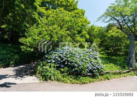 井の頭恩賜公園 アジサイ 夏晴れの青空 東京都三鷹市 井の頭恩賜公園 アジサイ 夏晴れの青空 東京都三鷹市 115529892