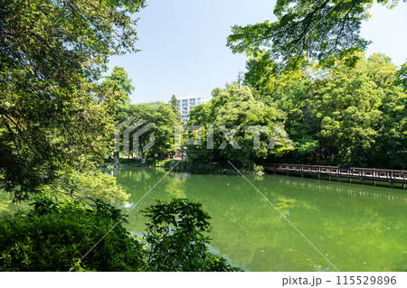 井の頭恩賜公園　井の頭池と弁天橋　夏晴れの青空　東京都三鷹市 115529896