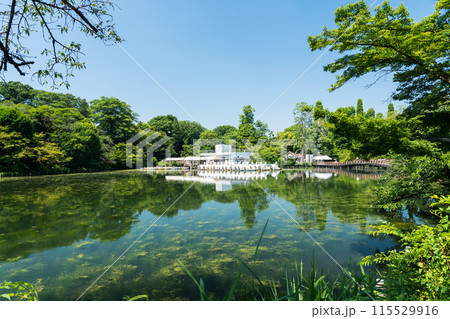 井の頭恩賜公園　井の頭池　ボート乗り場を眺める　夏晴れの青空　東京都三鷹市 115529916