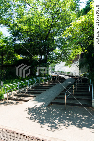 井の頭恩賜公園 井の頭池そばの階段を登る 夏晴れの青空 東京都三鷹市 井の頭恩賜公園 井の頭池そばの階段を登る 夏晴れの青空 東京都三鷹市 115529918