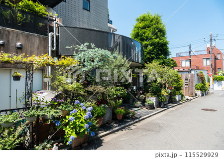 吉祥寺　お花屋さん　夏晴れの青空　東京都武蔵野市 115529929