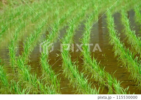 田植え後の稲 奈良ばい谷戸 田植え後の稲 奈良ばい谷戸 115530000
