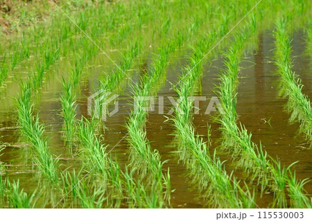 田植え後の稲 奈良ばい谷戸 田植え後の稲 奈良ばい谷戸 115530003