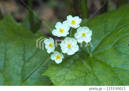 サンカヨウ3 サンカヨウ3 115530021