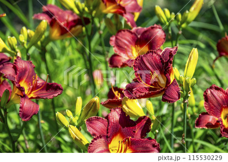 ユリの花 赤色 初夏 花 イメージ ユリの花 赤色 初夏 花 イメージ 115530229