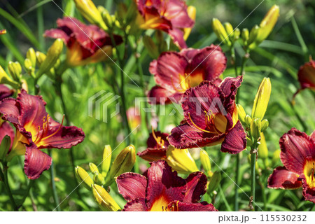 ユリの花 赤色 初夏 花 イメージ ユリの花 赤色 初夏 花 イメージ 115530232
