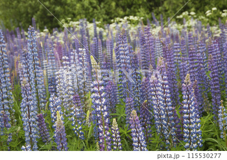 Lupin flowers in a meadow, close up shot Lupin flowers in a meadow, close up shot 115530277