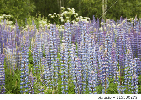 Lupin flowers in a meadow, close up shot 115530279