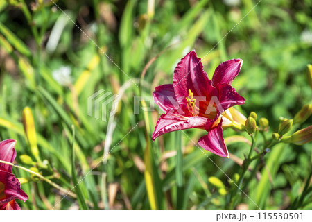 ユリの花 ピンク色 初夏 花 イメージ ユリの花 ピンク色 初夏 花 イメージ 115530501