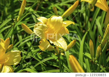 ユリの花 黄色 初夏 花 イメージ ユリの花 黄色 初夏 花 イメージ 115530655