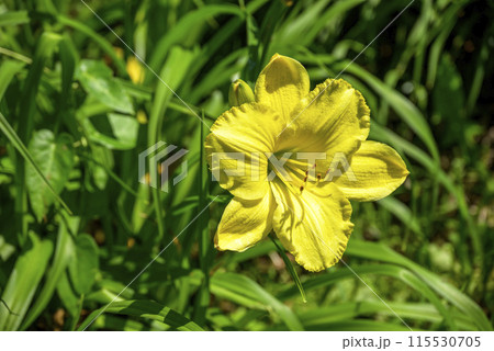 ユリの花 黄色 初夏 花 イメージ 115530705