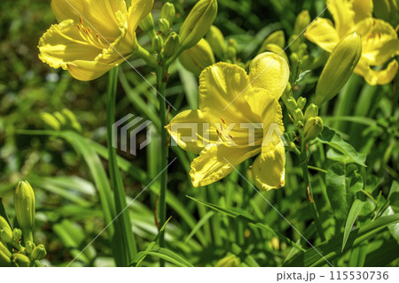 ユリの花 黄色 初夏 花 イメージ 115530736