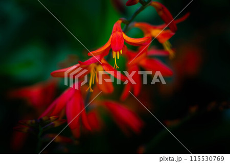 夏の花~姫檜扇水仙~ 夏の花~姫檜扇水仙~ 115530769