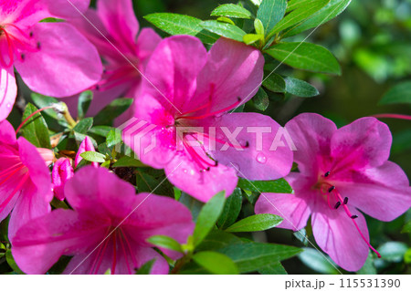 赤いツツジの花 赤いツツジの花 115531390