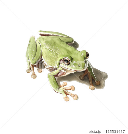 白背景にアマガエルの水彩イラスト 115531437