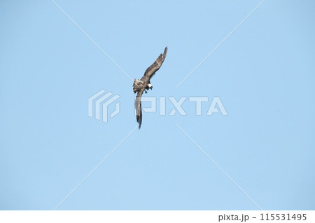 ミサゴの狩り ミサゴの狩り 115531495