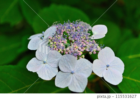 青いヤマアジサイ 青いヤマアジサイ 115531627