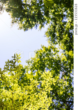 見上げる木々 115531628