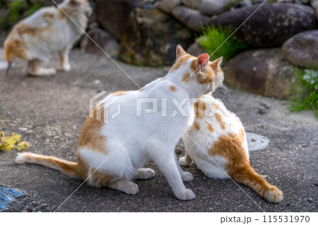 何かを見つめる猫たち～野性～ 115531970