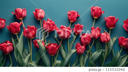 Red Tulips Arranged in a Row on a Blue Background 115532040