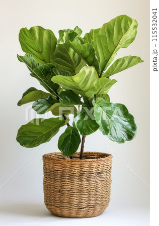 A Lush Green Fiddle Leaf Fig Plant in a Wicker Basket 115532041