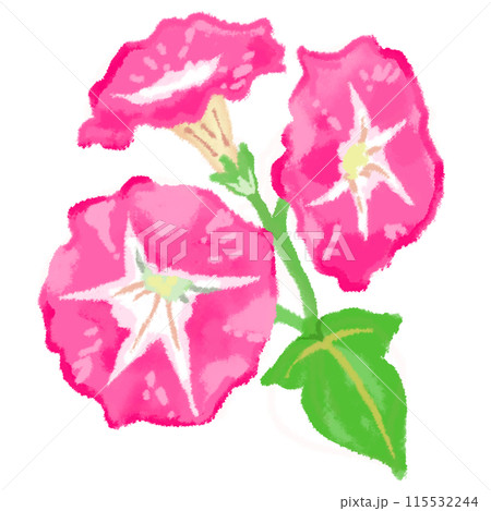 鮮やかなピンクが美しい三つの朝顔の花 115532244