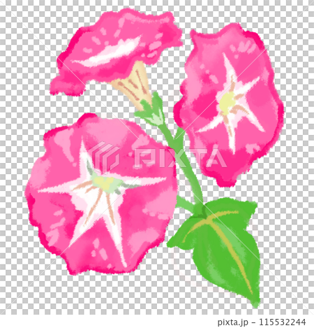 鮮やかなピンクが美しい三つの朝顔の花 115532244