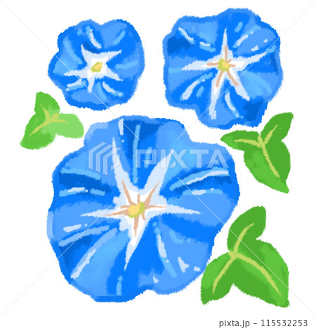 鮮やかな青が涼しげな三つの朝顔の花 115532253