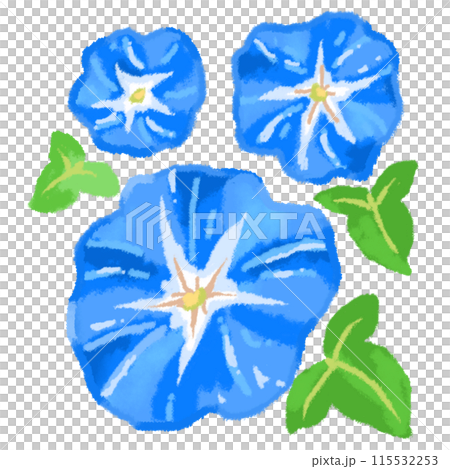 鮮やかな青が涼しげな三つの朝顔の花 115532253