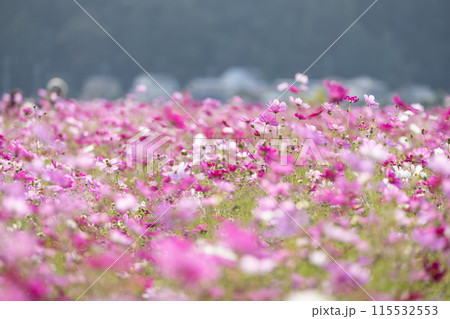 コスモスのある風景 コスモスのある風景 115532553