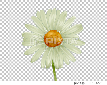 瑪格麗特花瓶的插圖 115532736