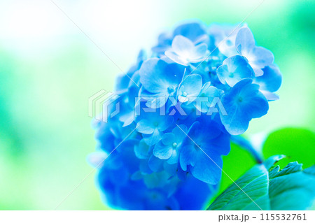 青い紫陽花 115532761