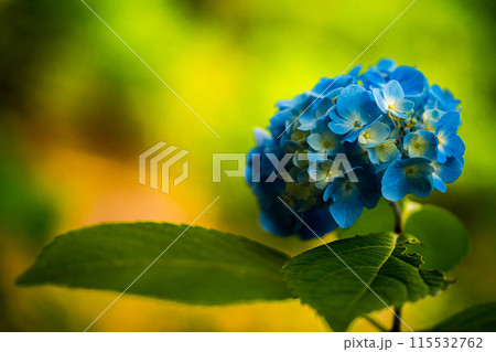 青い紫陽花 115532762