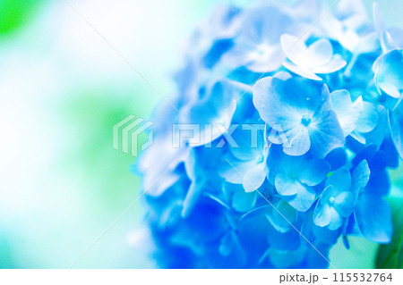 青い紫陽花 115532764