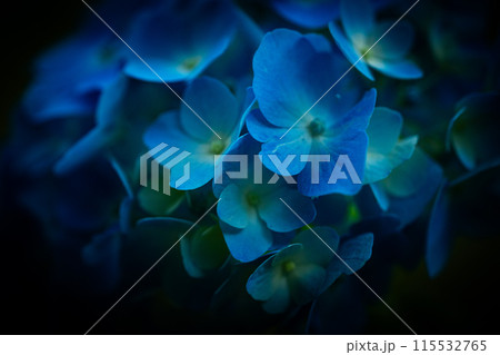 紫陽花のマクロ撮影 115532765