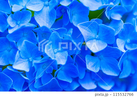 鮮やかな紫陽花の花 115532766