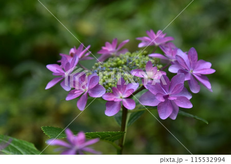 雨に濡れた額紫陽花 115532994