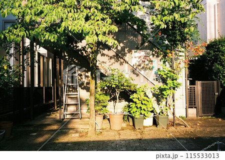 フィルムカメラで撮る日向の道 フィルムカメラで撮る日向の道 115533013