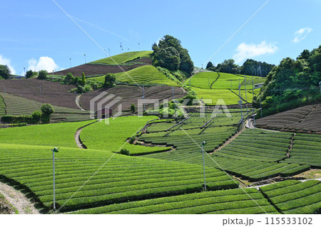 宇治茶の里 京都府和束町石寺の茶畑 115533102