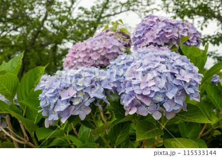 あじさいの花アップ 115533144