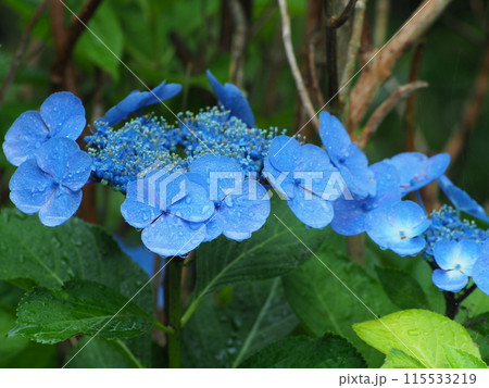 青いガクアジサイ 115533219