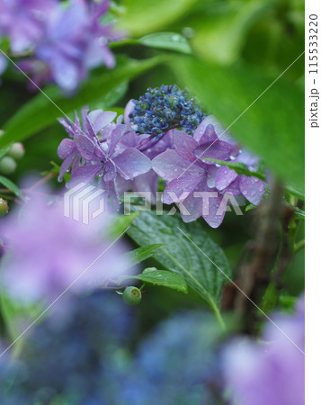 雨に濡れた紫陽花 雨に濡れた紫陽花 115533220