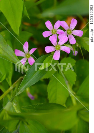 里山に咲く可憐なムラサキカタバミのピンクの花 里山に咲く可憐なムラサキカタバミのピンクの花 115533392