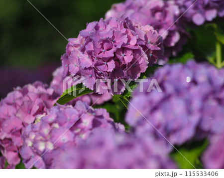 雨に濡れたピンクの紫陽花 雨に濡れたピンクの紫陽花 115533406