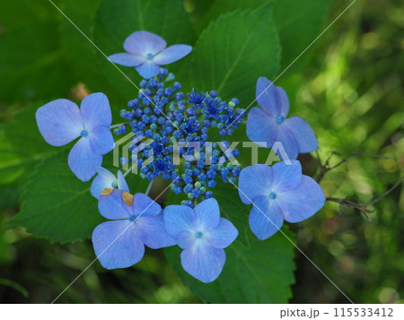 青いガクアジサイ 115533412
