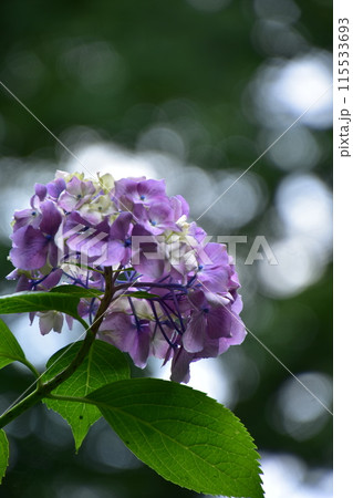 薄紫色の紫陽花 115533693