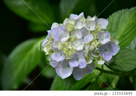 雨に濡れた紫色の紫陽花 115533695